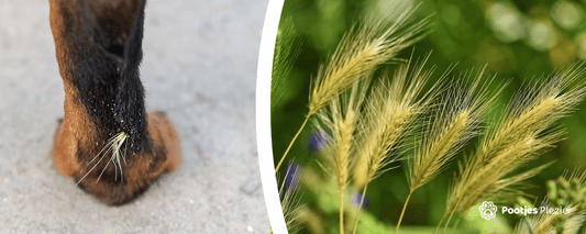 Pas op tijdens het grasaarseizoen (juni t/m aug)! 🌾