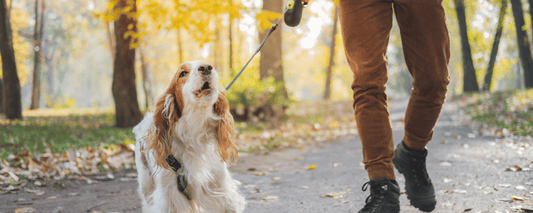 Hond trekt aan de riem? Zo leer je het af