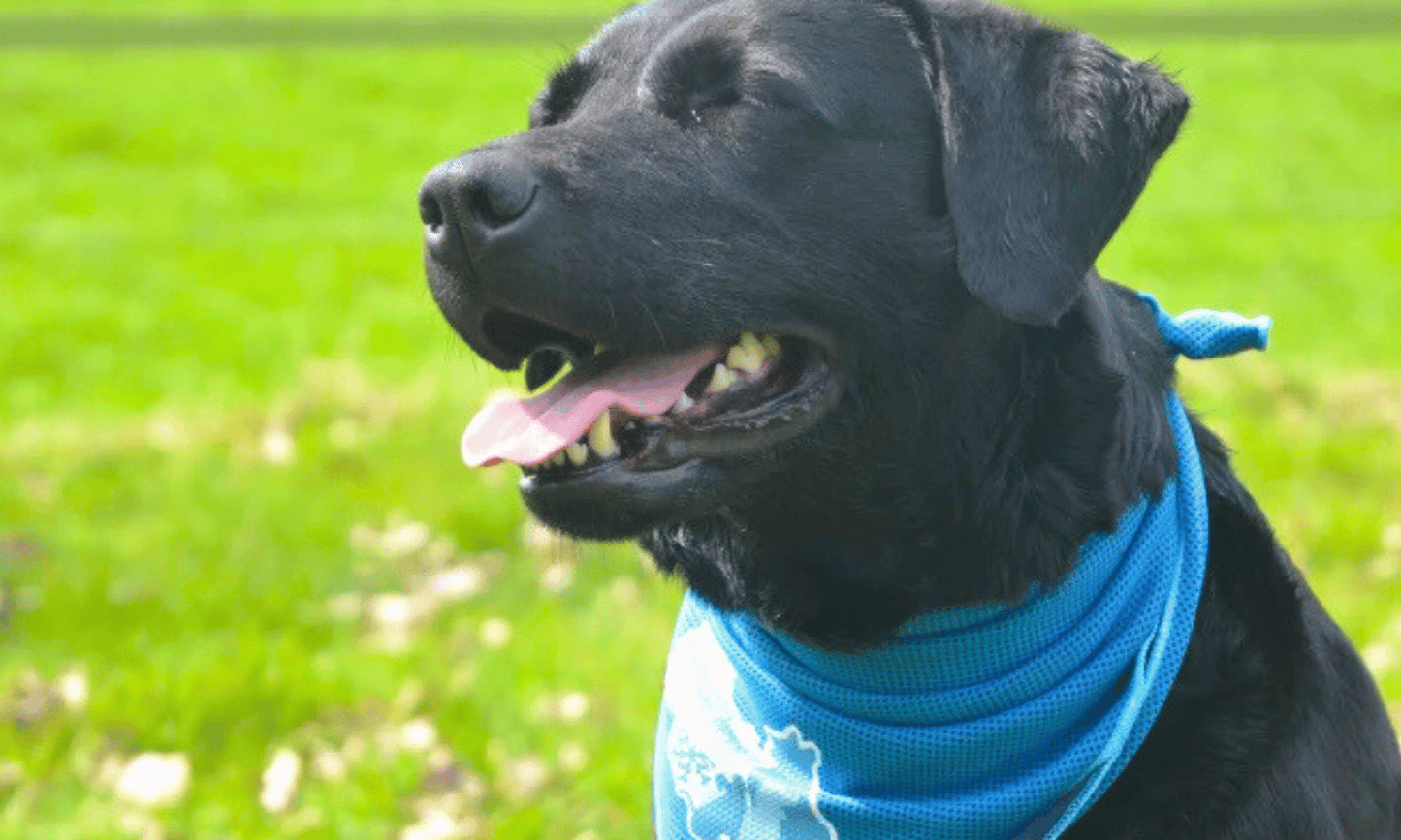 Verkoelende bandana