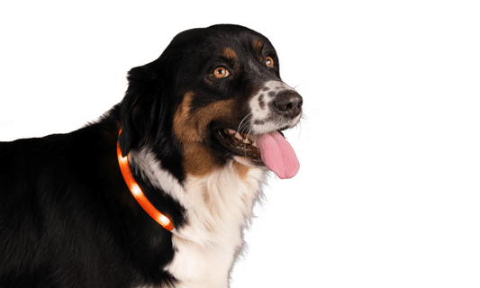 Lichtgevende Halsband