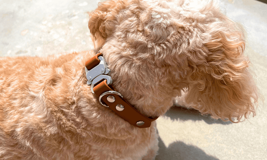 BioThane honden halsband - Klikgesp