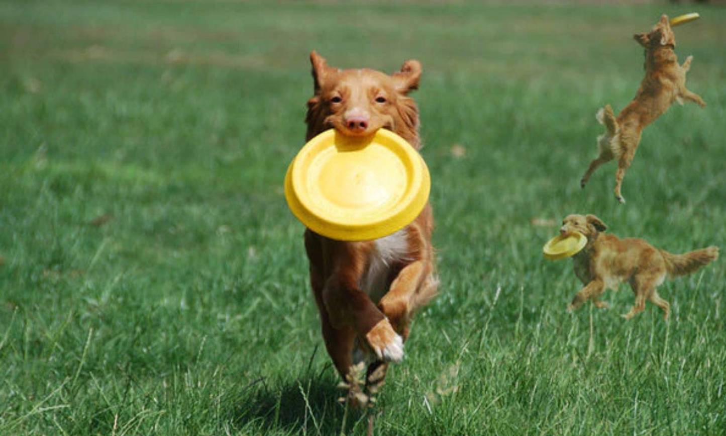 Starmark - Frisbee Easy Glider