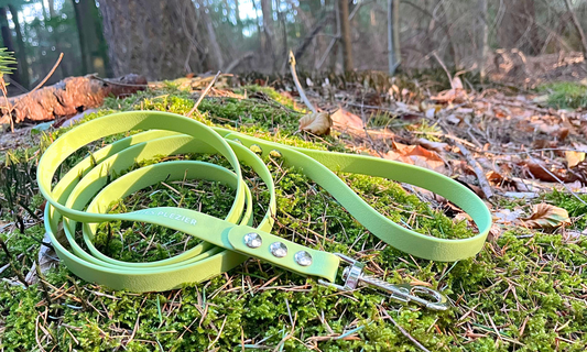 PawTex hondenriem ligt in het mos in het bos