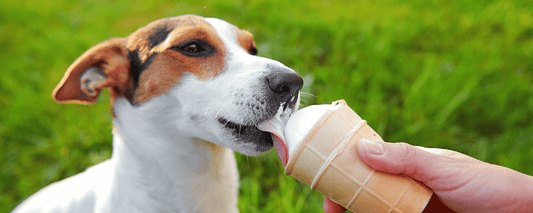 11 Tips voor verkoeling voor je hond tijdens de zomer