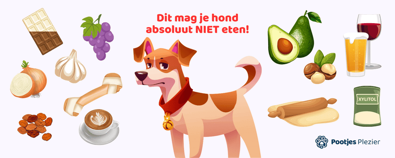 Dit mag je hond absoluut NIET eten!