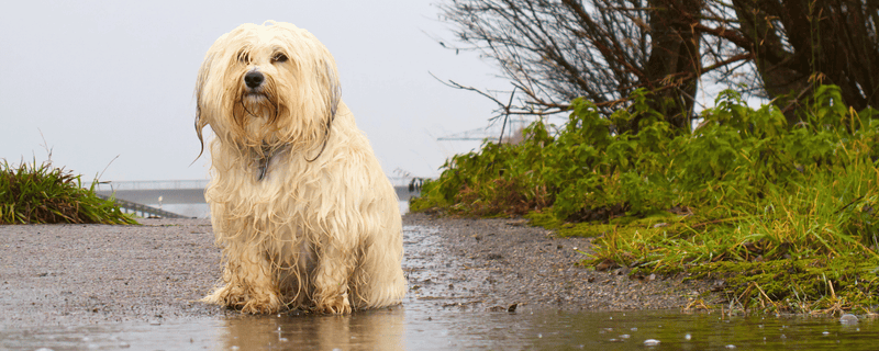 9 tips: Wat te doen met je hond als het regent?