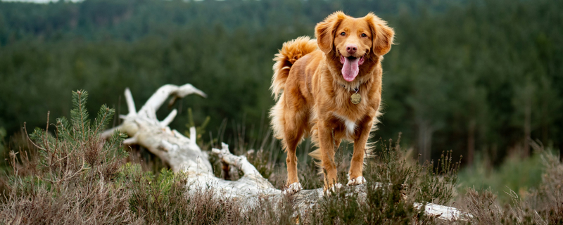 5 manieren om je hond te verwennen (op zijn verjaardag)