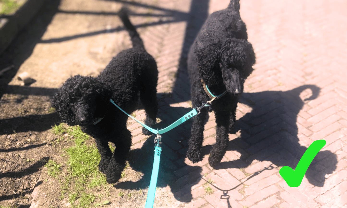 Nooit meer lijnen in de knoop met deze duo hondenlijn