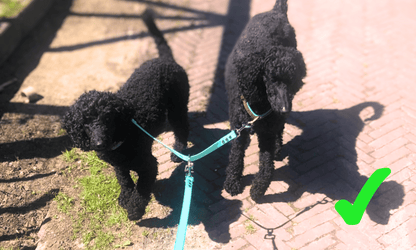 Nooit meer lijnen in de knoop met deze duo hondenlijn
