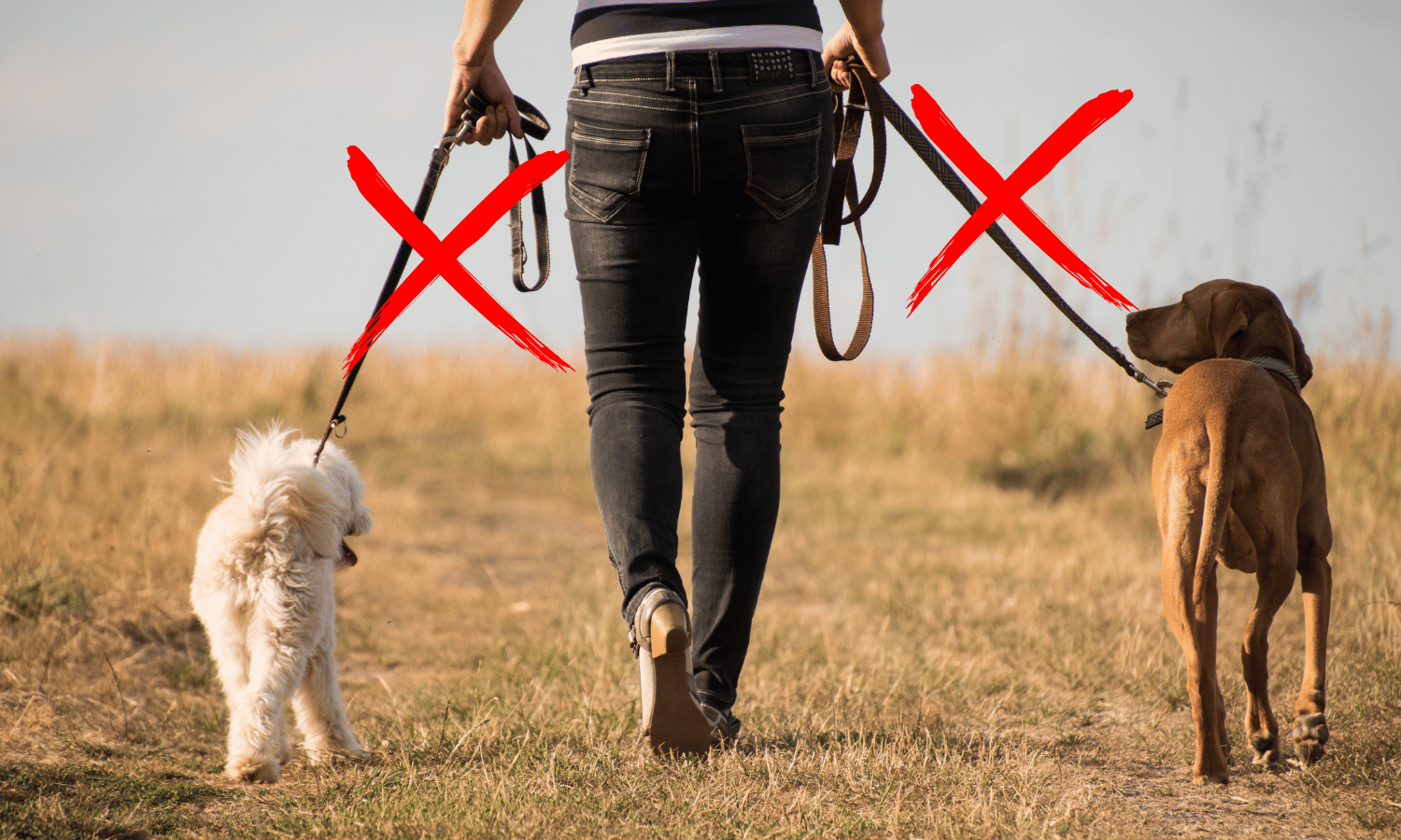 Dubbele hondenlijn adapter voor wandelen met 2 honden tegelijk