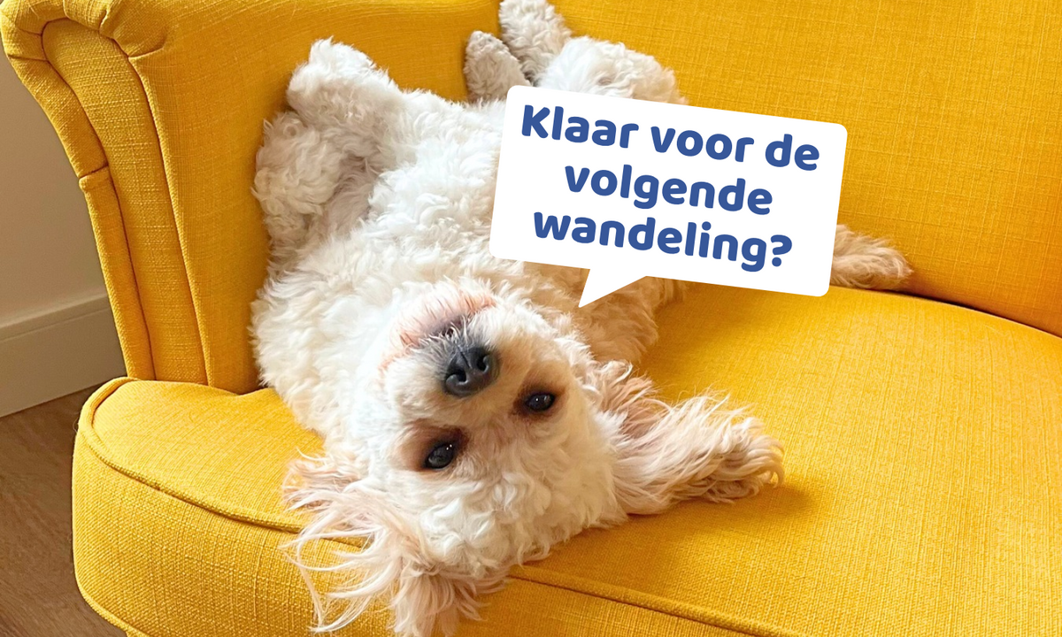 Tommie ligt op zijn rug op een gele stoel en kijkt je aan. Er staat een witte tekst-wolk naast met de tekst "Klaar voor de volgende wandeling?"