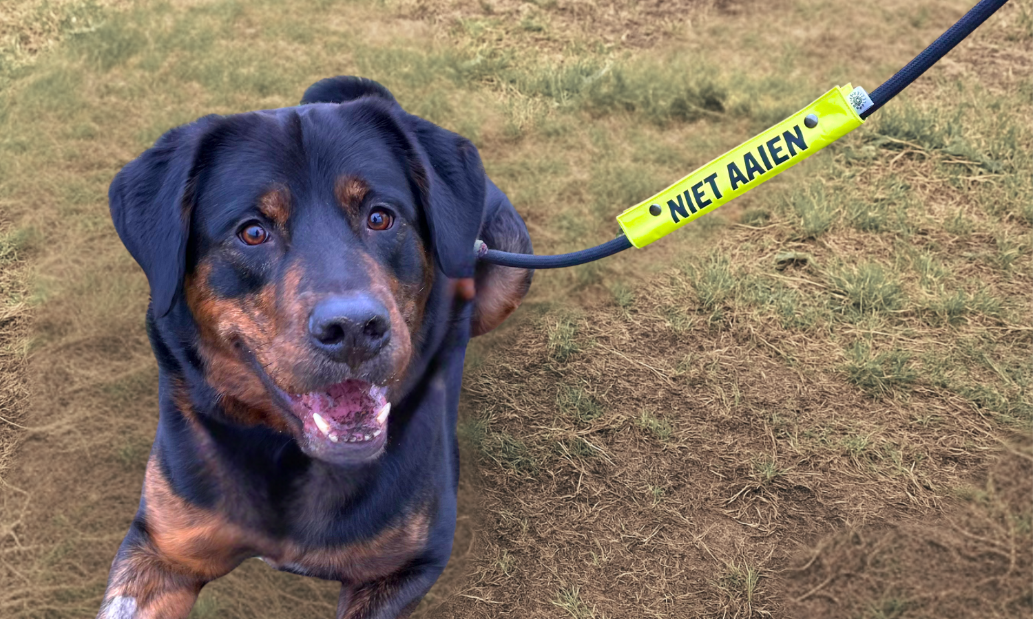 Hond aan hondenriem met om de riem heen een waarschuwingslabel in neongeel met zwarte tekst 'niet aaien'
