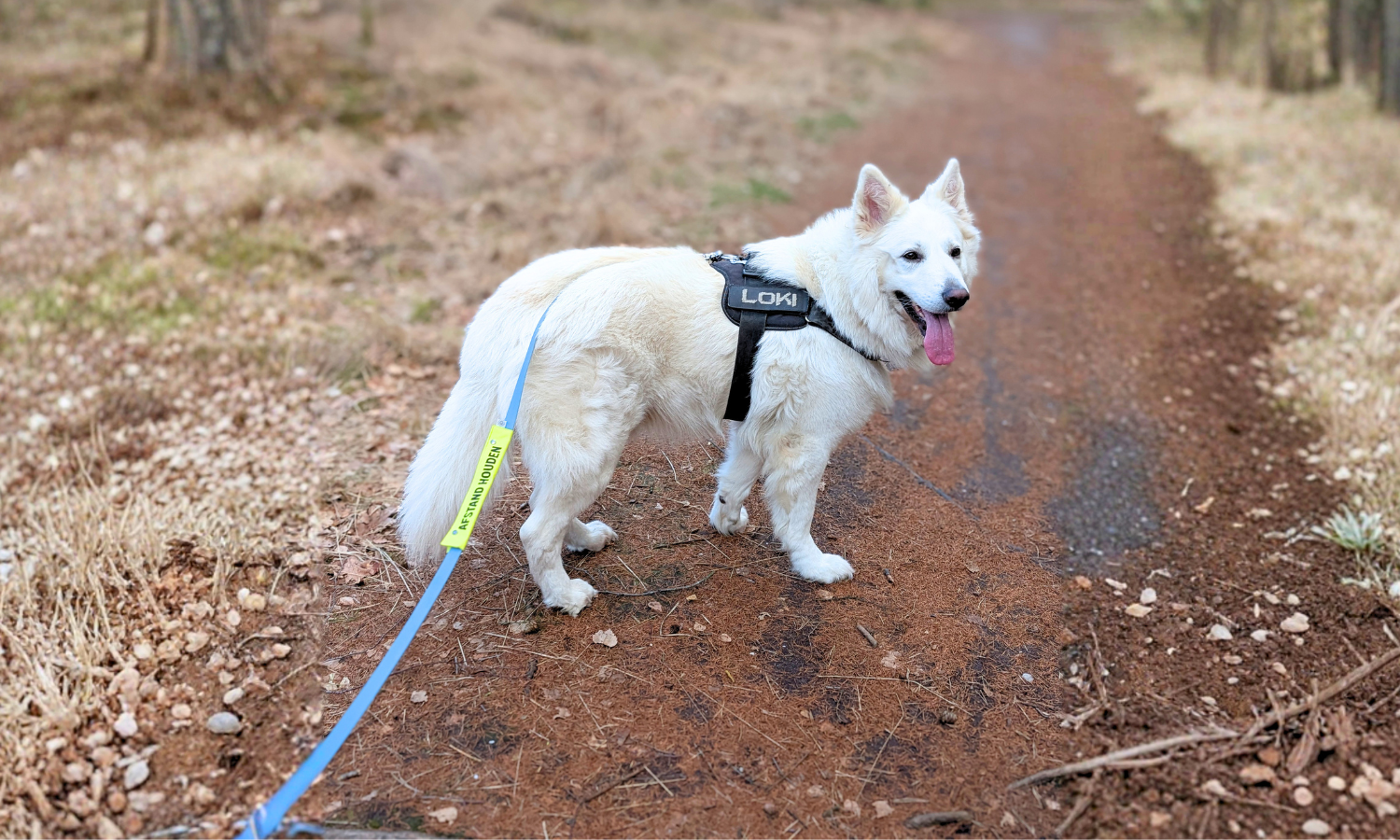 Een grote witte hond, wandelend door het bos aan een lange BioThane riem. Om de riem zit een neon geel waarschuwingslabel met de tekst 'afstand houden'.