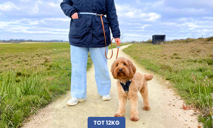 Handsfree multifunctionele PawTex hondenriem | Tot 12kg