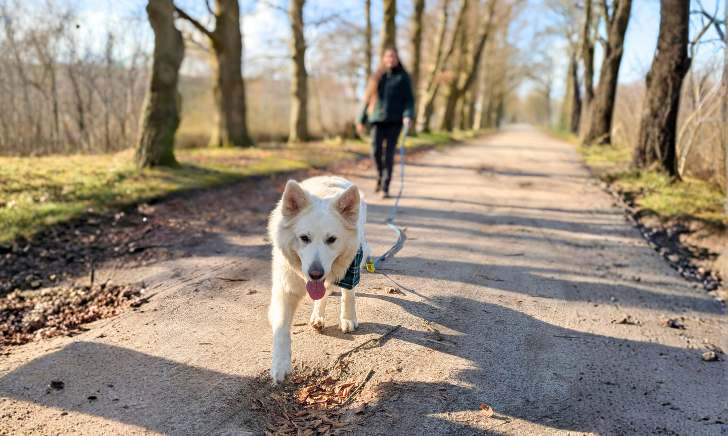 Een grote witte hond in het bos, waarbij je het gebruik van een lange sleeplijn ziet van BioThane