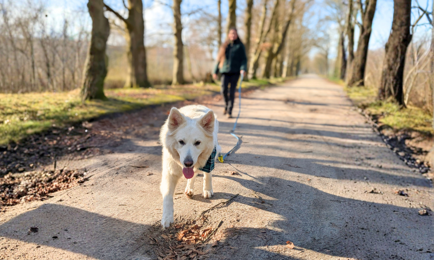 Een grote witte hond in het bos, waarbij je het gebruik van een lange sleeplijn ziet van BioThane