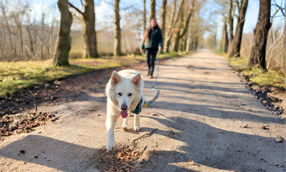 Een grote witte hond in het bos, waarbij je het gebruik van een lange sleeplijn ziet van BioThane