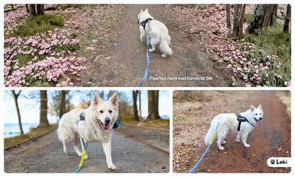 Een collage van 3 foto's van een grote witte hond in het bos, waarbij je het gebruik van een lange sleeplijn ziet van BioThane